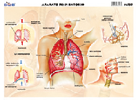 M537 Aparato respiratorio 2 (25 pzas)
