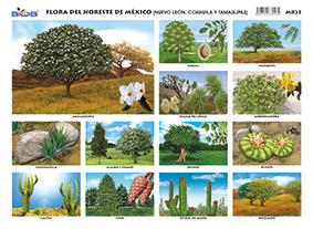 M823 Flora del Noreste de México (25 pzas)