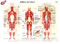 CED13 Sistema muscular compuesto (1 pza)
