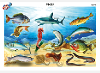 CED15 Peces (1 pza)