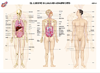 CED20 Cuerpo humano compuesto (1 pza)