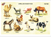CED23 Animales domésticos (1 pza)