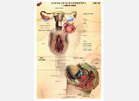 CED40 Aparato reproductor femenino (1 pza)