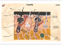 CED46 Tacto (1 pza)