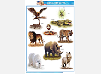 CED51 Animales salvajes (1 pza)