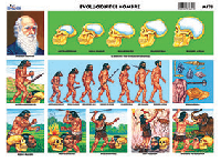 M178 Evolución del hombre 1 (25 pzas)