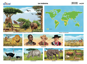 Sabana (25 pzas)
