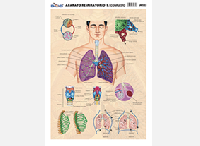 M183 Aparato respiratorio 1 / compuesto