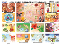 M417 Organismos unicelulares y pluricelulares (25 pzas)
