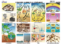 M428 Ciclo del carbono y nitrógeno (25 pzas)